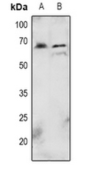 Anti-AKT (pT72) Antibody