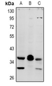 Anti-MRGX4 Antibody