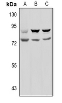 Anti-Prolyl Endopeptidase Antibody