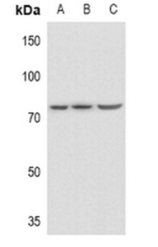 PLK2 Antibody