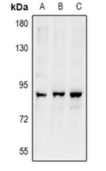 Anti-ARHGEF19 Antibody
