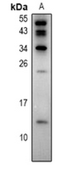 Anti-S100-Z Antibody