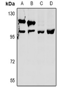 Anti-OXR1 Antibody