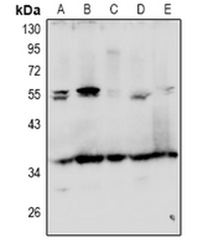 Anti-GRTP1 Antibody