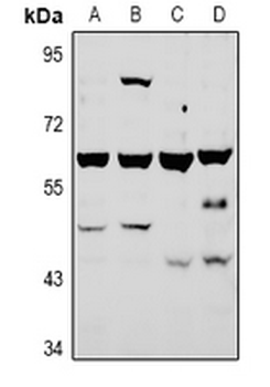 Anti-ATG4A Antibody