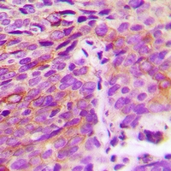 Anti-ATG4A Antibody