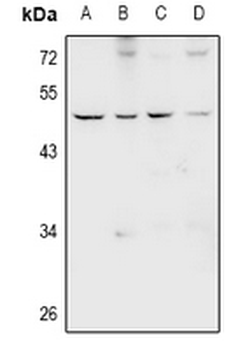 Anti-GPR66 Antibody