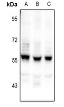 Anti-CEP55 Antibody