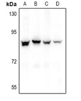 Anti-NOL10 Antibody