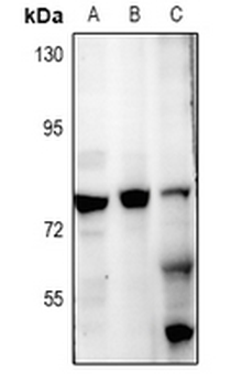 Anti-ZNF287 Antibody