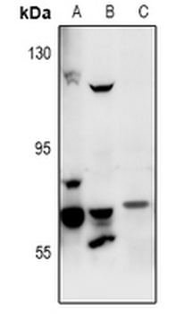 Anti-FASTKD3 Antibody