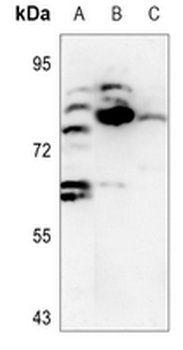 Anti-DCLK2 Antibody