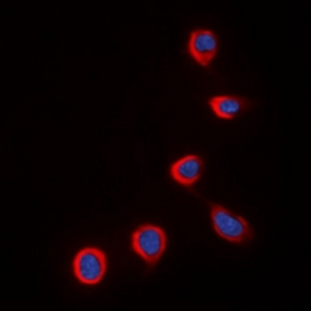 Anti-COX4-2 Antibody
