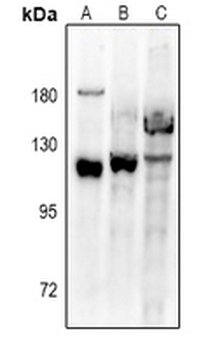 Anti-VPS54 Antibody
