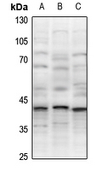 Anti-XRCC3 Antibody