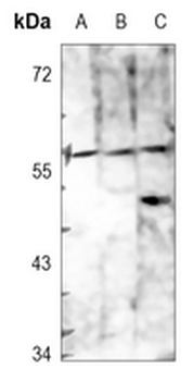 CD84 Antibody