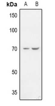 Anti-ZP1 Antibody