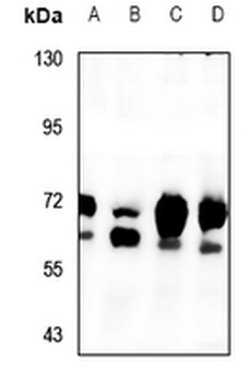 Anti-NHE8 Antibody