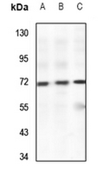Anti-PWWP2B Antibody