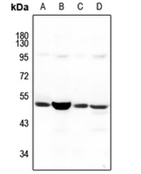 Anti-NBPF5 Antibody
