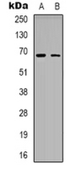 Anti-ME3 Antibody