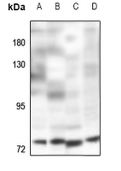 Anti-POLR3E Antibody