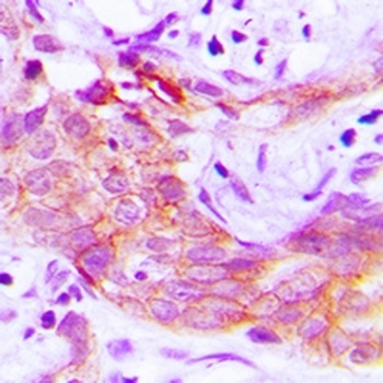 CMTM4 Antibody