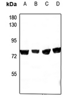 Anti-CEP76 Antibody