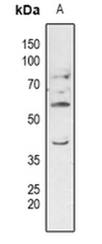 Anti-ERGIC3 Antibody