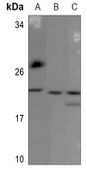 Anti-BCA3 Antibody