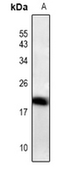 Anti-ID4 Antibody