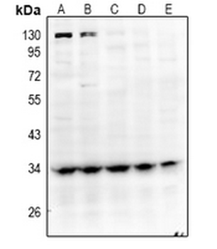 GPR40 Antibody