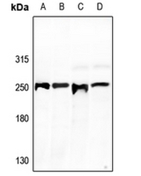 Anti-GCP6 Antibody