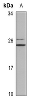 Anti-POLR3H Antibody