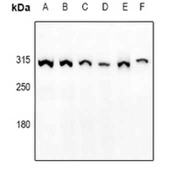 Anti-mTOR (pS2448) Antibody