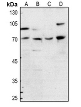 FOXP1 Antibody