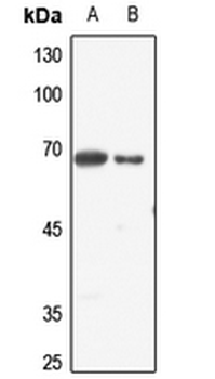 Anti-ELF1 Antibody