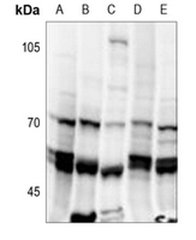 Anti-NIPA (pS354) Antibody