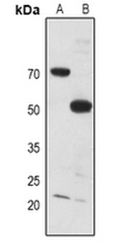 Anti-MYT1 Antibody