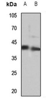 MEIS1 Antibody