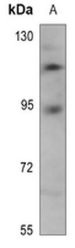 Anti-TRAP100 Antibody
