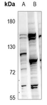 Anti-GPR97 Antibody
