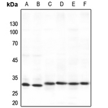 Anti-SPIN1 Antibody