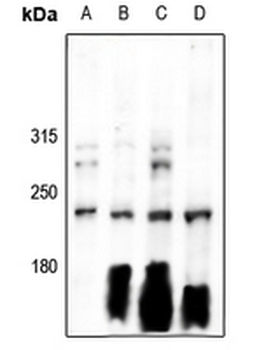 Anti-Separase Antibody