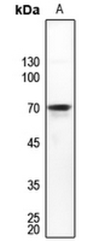 Anti-DDX55 Antibody