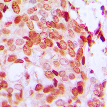 Anti-DAXX (pS668) Antibody