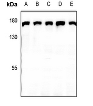 Anti-CLASP1 Antibody