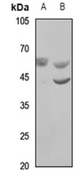 Anti-WASF3 Antibody