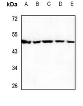 Anti-UBA5 Antibody