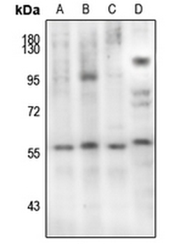 Anti-SMAD2 (pS467) Antibody
